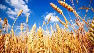 Herbicide reduction can maintain crop yields, new research shows