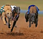 New South Wales to ban greyhound racing