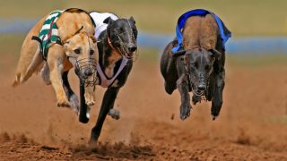 New South Wales to ban greyhound racing