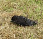 Investigation underway on “indiscriminate” bird poisoning