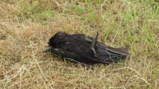 Investigation underway on “indiscriminate” bird poisoning