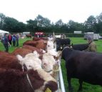 Longford Show to Return