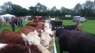 Longford Show to Return