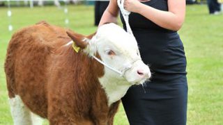 Official Brucellosis-free status in sight for Northern Ireland