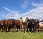 ABP announces partnership with genetics company    