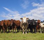 Suckler cow infertility – it’s a male thing