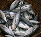 Trade sanctions on Iceland and Faroes mackerel fishing