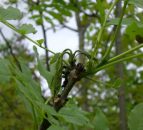 Ash Dieback: The Warning Signs