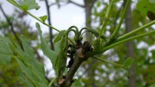 Ash Dieback: The Warning Signs