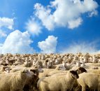 Tight sheep supplies at factories sees price uplift