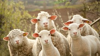 New Zealand sheep meat production slowing