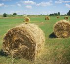 Imported fodder payments of €2.4m issued, more on the way