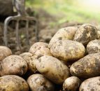 Reward of $500,000 after potatoes are sabotaged with nails