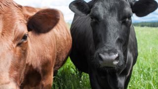 Northern Ireland cattle slaughterings in a gradual decline