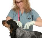 Full enforcement of the law required for imported animals, Veterinary Ireland 
