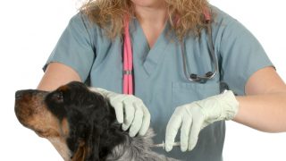 €1.8m for animal welfare organisations