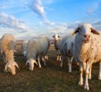 More pressure on sheep trade reported