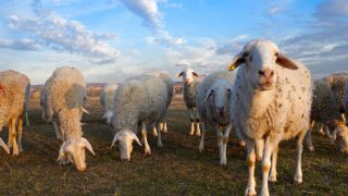 Schmallenberg virus expected to spread through Ireland in 2013