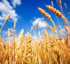EU set for record cereal harvest 