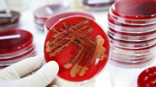 New EU animal health laws to clarify farmers’ responsibilities