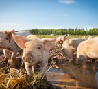 Selecting sows for high welfare production systems