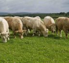 Cattle supplies running 80,700 higher compared to last year, latest market report