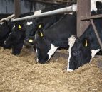 Last chance to dispose of unwanted milk quota