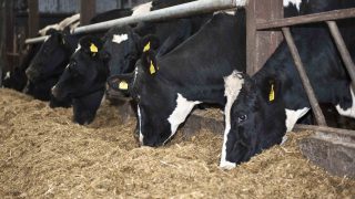 ‘Lower milk prices unlikely to dampen UK milk supply’