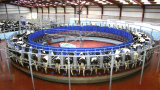 UK dairy farmers milk production set to break 20-year high