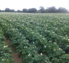 6 non-chemical ways to tackle potato blight
