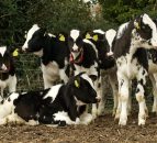 Glanbia announce 13% revenue growth