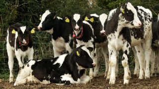 Glanbia announce 13% revenue growth