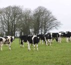 Tired of the beef sector? Could contract heifer rearing work for you?