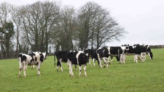 Tired of the beef sector? Could contract heifer rearing work for you?