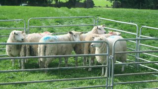 Better farm sheep programme a success in Kilkenny