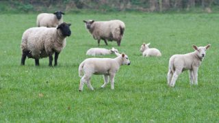 Scanning results for March lambing flocks improve on 2016