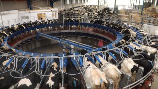 Major milk price drop announced for December 