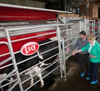Lely live robotic milking cows are on the move