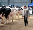 Top Canadian judge for Baileys champion cow competition