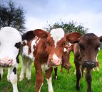 Seasonal calf rearing – meeting the required growth targets