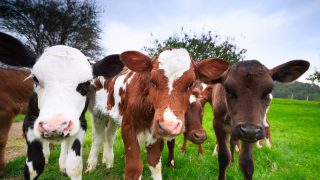 Seasonal calf rearing – meeting the required growth targets
