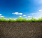 11 per cent increase in potato crops in Northern Ireland 