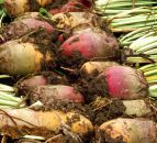 Meetings under way to reconstruct sugar beet industry