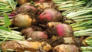A conservative EU sugar beet production level estimated in the last quota year