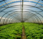 Horticulture advice for vegetables & fruit growers