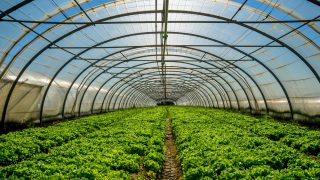 Horticulture advice for vegetables & fruit growers
