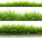 Grass growth remains strong as grazing conditions deteriorate