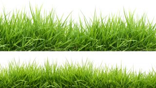 Perennial grasses for marginal soils