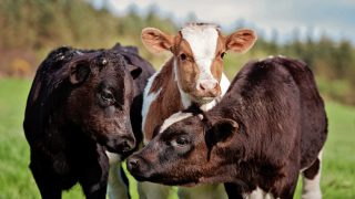 Calf births decline for first time in three years