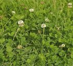 Clover importance to increase as fertiliser costs rise